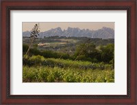 Framed Vineyards and Cactus with Montserrat Mountain, Catalunya, Spain