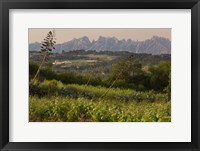 Framed Vineyards and Cactus with Montserrat Mountain, Catalunya, Spain