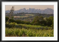 Framed Vineyards and Cactus with Montserrat Mountain, Catalunya, Spain