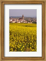Framed Yellow mustard flowers, Elvillar Village, La Rioja, Spain