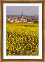 Framed Yellow mustard flowers, Elvillar Village, La Rioja, Spain