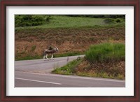 Framed Old man rides a donkey loaded with wood, Anguiano, La Rioja, Spain