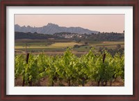 Framed Spring Vineyards with Montserrat Mountain, Catalonia, Spain