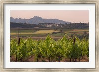 Framed Spring Vineyards with Montserrat Mountain, Catalonia, Spain