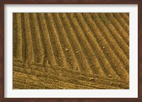 Framed Tilled Ground Ready for Planting, Brinas, La Rioja, Spain