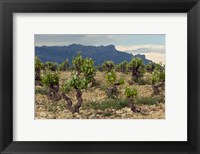 Framed Vineyard along the San Vicente to Banos de Ebro Road, La Rioja, Spain