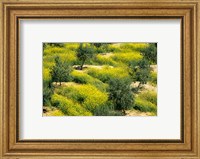 Framed Olive Trees, Provence of Granada, Andalusia, Spain