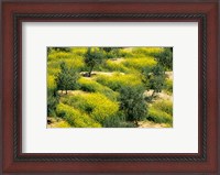 Framed Olive Trees, Provence of Granada, Andalusia, Spain