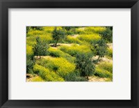 Framed Olive Trees, Provence of Granada, Andalusia, Spain