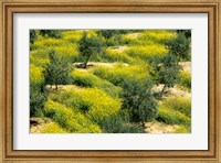 Framed Olive Trees, Provence of Granada, Andalusia, Spain