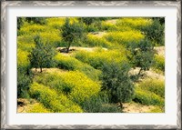 Framed Olive Trees, Provence of Granada, Andalusia, Spain