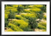 Framed Olive Trees, Provence of Granada, Andalusia, Spain