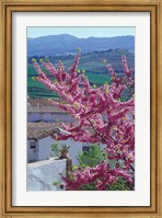 Framed Flowering Cherry Tree and Whitewashed Buildings, Ronda, Spain