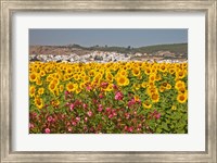 Framed Spain, Andalusia, Bornos Sunflower Fields