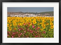 Framed Spain, Andalusia, Bornos Sunflower Fields