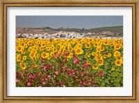 Framed Spain, Andalusia, Bornos Sunflower Fields