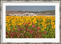 Framed Spain, Andalusia, Bornos Sunflower Fields