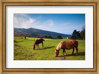 Framed Horses By Jaizkibel Road, Hondarribia, Spain