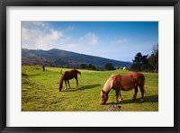 Framed Horses By Jaizkibel Road, Hondarribia, Spain