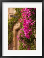 Framed Flower-covered Buildings, Old Town, Ciudad Monumental, Caceres, Spain