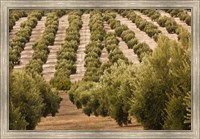 Framed Olive Groves, Jaen, Spain