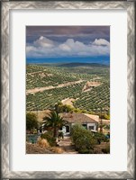 Framed Olive Groves, Ubeda, Spain