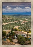 Framed Olive Groves, Ubeda, Spain