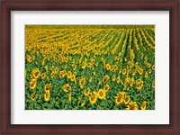 Framed Spain, Andalusia, Cadiz Province Sunflower Fields