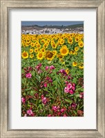 Framed Spain, Andalusia, Cadiz Province, Bornos Sunflower Fields