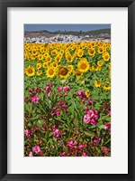 Framed Spain, Andalusia, Cadiz Province, Bornos Sunflower Fields