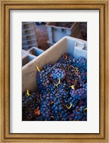 Framed Bodega Marques de Riscal Winery, Elciego, Basque Country, Spain