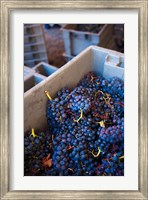 Framed Bodega Marques de Riscal Winery, Elciego, Basque Country, Spain