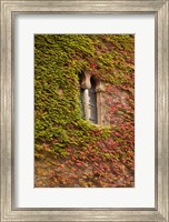 Framed Ivy-Covered Wall, Ciudad Monumental, Caceres, Spain