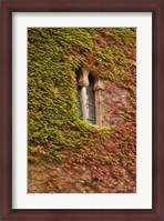 Framed Ivy-Covered Wall, Ciudad Monumental, Caceres, Spain