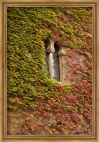 Framed Ivy-Covered Wall, Ciudad Monumental, Caceres, Spain