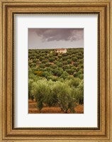 Framed Olive Groves, Jaen, Spain