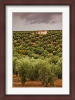 Framed Olive Groves, Jaen, Spain