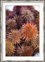 Framed Sea Urchins For Sale, Cadiz, Spain