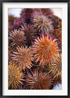 Framed Sea Urchins For Sale, Cadiz, Spain