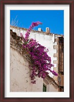 Framed Spain, Andalusia, Banos de la Encina Bougainvillea Growing on a Roof