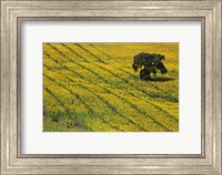 Framed Spain, Andalusia, Cadiz Province Lone Tree in a Field of Sunflowers