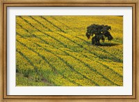 Framed Spain, Andalusia, Cadiz Province Lone Tree in a Field of Sunflowers