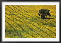 Framed Spain, Andalusia, Cadiz Province Lone Tree in a Field of Sunflowers