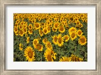 Framed Spain, Andalusia, Cadiz Province Sunflower Fields