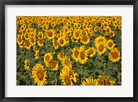 Framed Spain, Andalusia, Cadiz Province Sunflower Fields