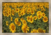 Framed Spain, Andalusia, Cadiz Province Sunflower Fields