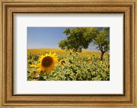 Framed Spain, Andalusia, Cadiz Province Trees in field of Sunflowers
