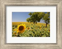 Framed Spain, Andalusia, Cadiz Province Trees in field of Sunflowers