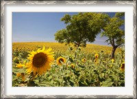 Framed Spain, Andalusia, Cadiz Province Trees in field of Sunflowers