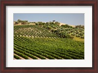 Framed Spain, Andalusia, Cadiz Province Vineyard Field and Olive Grove